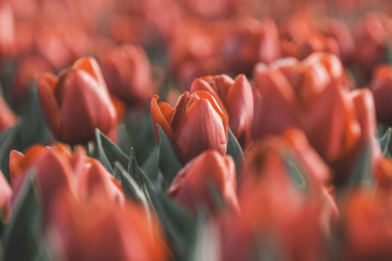 Tulpen Rood